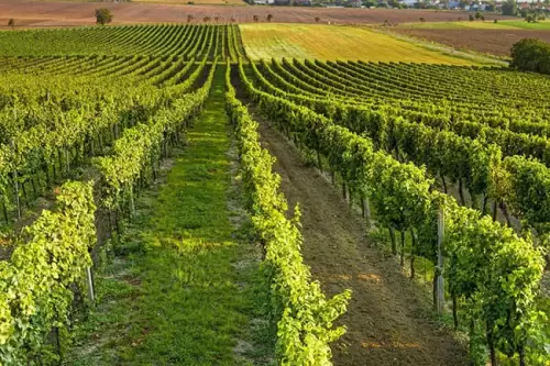 degustazione in vigna